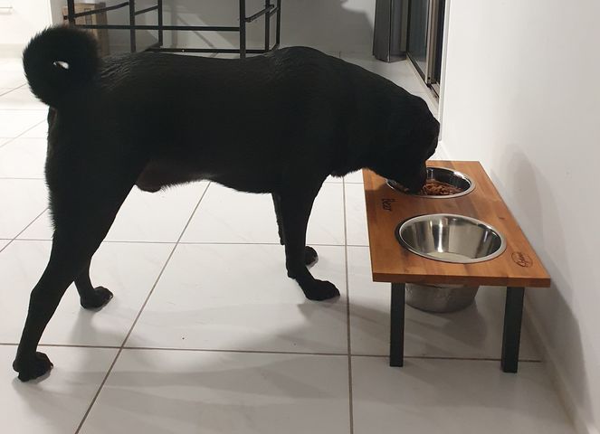 Extra large elevated outlet dog bowls