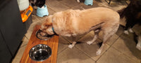 Elevated Large Dog Feeding Station with 2 x Stainless Steel Dishes Flat Pack.