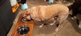 Elevated Large Dog Feeding Station with 2 x Stainless Steel Dishes Flat Pack.