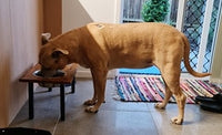 Elevated Large Dog Feeding Station with 2 x Stainless Steel Dishes Flat Pack.